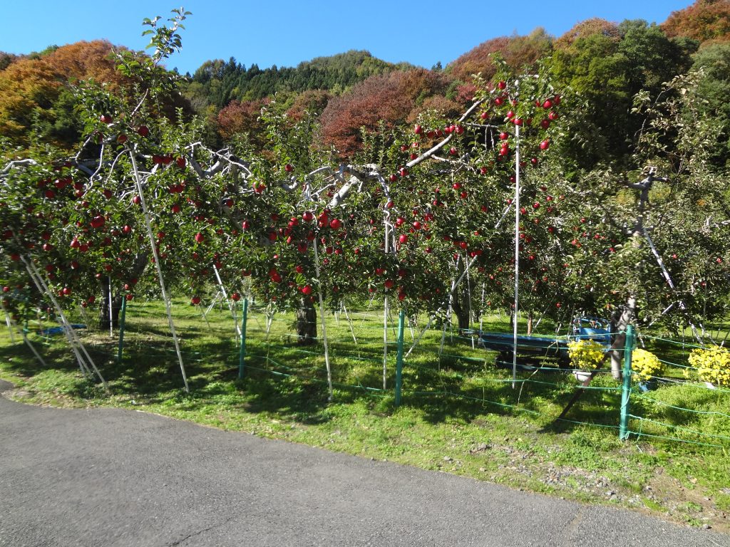 一本松観光りんご園